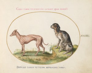 Plaat 36: Twee Gevlekte Honden door Joris Hoefnagel
