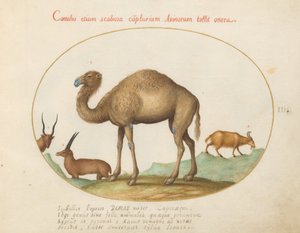 Plaat 3: Kameel, Steenbok en Geit