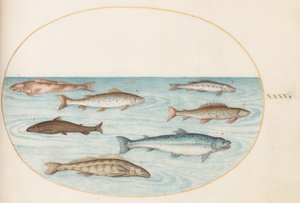 Plaat 40: Zalm, Forel en Zoetwatervis(?) door Joris Hoefnagel
