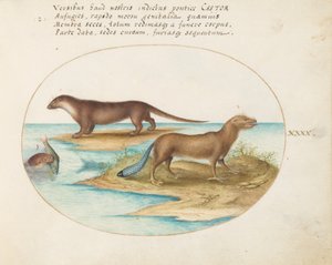 Plaat 40: Twee Otters en een Bever