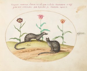 Plaat 42: Twee genetkatten met tulpen