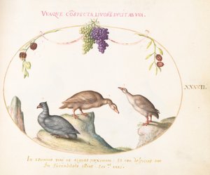 Plaat 42: Twee Grijze Ganzen met een Derde Vogel en Hangende Druiven door Joris Hoefnagel