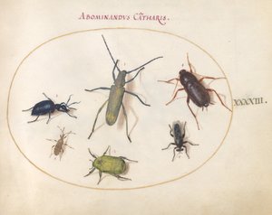 Plaat 43: Een Goudbloemige Grijze Langhoorn, Tansy Kever, Kakkerlak, Bladpootwants en Andere Insecten