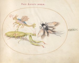 Plaat 44: Bidsprinkhaan en Eendagsvlieg met een Denkbeeldig Insect