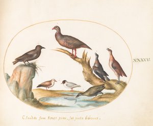 Plaat 45: Meeuwen en andere vogels aan de kust door Joris Hoefnagel