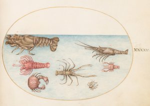 Plaat 45: Kreeft, Squilla Mantis, en Andere Schaaldieren door Joris Hoefnagel