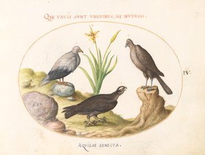 Egyptische Gier, een Noordelijke Havik en een "Aquila Heteropode" (Slangenarend?) door Joris Hoefnagel