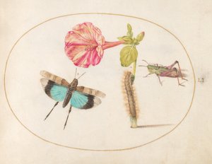 Plaat 51: Sprinkhanen en een rups met een wonderbloem door Joris Hoefnagel