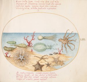 Plaat 53: Zeekomkommers, Koraal, Octopus, Zeesterren, Inktvis en andere zeedieren door Joris Hoefnagel