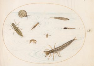 Plaat 55: Waterinsecten en Ongewervelden, Inclusief een Slak door Joris Hoefnagel