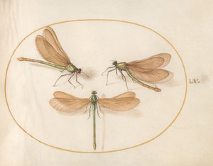 Plaat 55: Drie Groene Libellen met Bruine Vleugels
