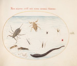 Plaat 56: Waterschorpioen, Watermeter, Vijverloper, Rode Watermijt, Bloedzuiger(?) en Andere Waterinsecten door Joris Hoefnagel