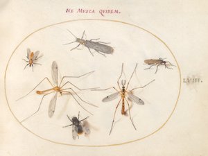 Plaat 58: Een Bij en Vijf Andere Insecten