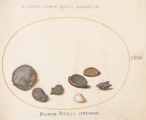 Plaat 58: Schelpen, inclusief Abalone(?) door Joris Hoefnagel