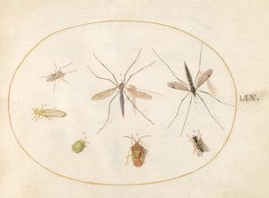 Zeven insecten, waaronder een meidoornwants, langpootmuggen en een zweefvlieg (plaat 59)