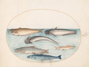 Plaat 5: Drie Meervallen, een Zalm en Twee Andere Vissen