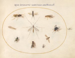 Plaat 60: Vliegen en andere insecten door Joris Hoefnagel