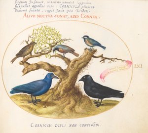 Plaat 61: Blauwe kraai (?), kauw, mees of koolmees, en andere vogels door Joris Hoefnagel