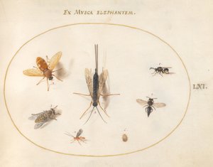 Plaat 61: Zeven insecten, waaronder vliegen