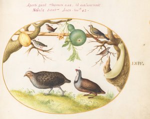 Twee patrijzen, een winterkoninkje en andere vogels door Joris Hoefnagel