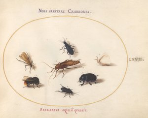 Plaat 67: Zeven Insecten, Inclusief een Witte Vlinder en een Bij