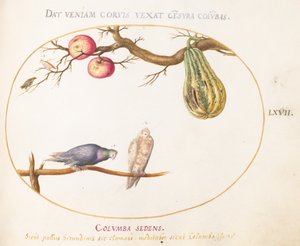 Plaat 67: Twee duiven onder een kalebas en appels door Joris Hoefnagel