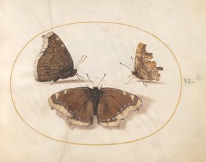 Plaat 6: Twee Uitzichten van een Rouwmantel (Camberwell Beauty) Vlinder met een Komma Vlinder
