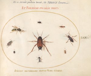 Plaat 70: Een Voorn Omringd door Insecten