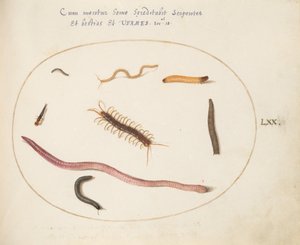 Plaat 70: Worm, Duizendpoot, Miljoenpoot, en Andere Lange Wezens door Joris Hoefnagel
