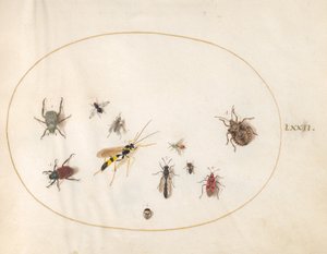 Plaat 72: Schildwants, kaneelwants, wesp en andere insecten