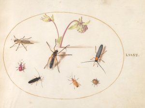 Plaat 76: Insecten met een Roze en Crème Akelei