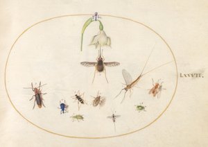 Plaat 77: Kolibrievlinder met een Witte Bloem, Blauwe en Groene Snuitkevers, en Andere Insecten