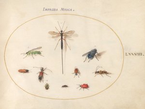 Plaat 78: Tien insecten, waaronder een blauwe vlieg