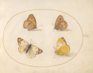 Plaat 9: Bruin zandoogje, heivlinder, gele luzernevlinder en resedawitje