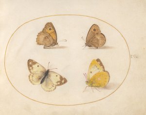  door Joris Hoefnagel