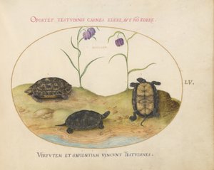 Schildpad, ca. 1575-80