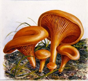 Studie van schimmels
