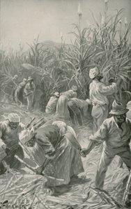 Zwarte aan het werk op een suikerrietplantage in Jamaica