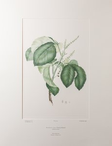 Allophyllus cobbe (Sapindaceae) - Plaat 365, Banks