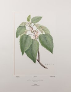 Aristotelia serrata (Elaeocarpaceae) - Plaat 419, Banks