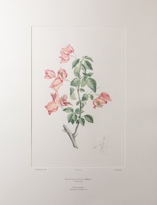 Bouganvillea spectabilis (Nyctaginaceae) - Plaat 355, Banks
