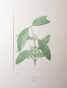 Calophyllum soulattri (Guttiferae) - Plaat 362, Banks
