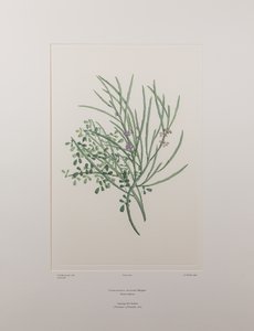 Carmichaelia solandri (Leguminosae) - Plaat 429, Banks