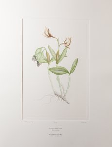 Cattleya forbesii (Orchidaceae) - Plaat 358, Banks