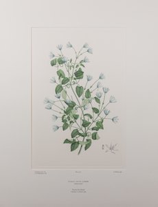 Clematis forsteri (Ranunculaceae) - Plaat 402, Banks