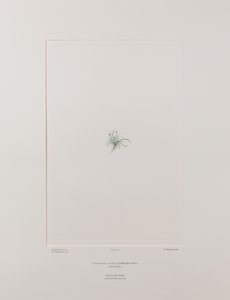 Colobanthus apetalus (Caryophyllaceae) - Plaat 414, Banks