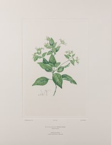 Dicliptera bracteata (Acanthaceae) - Plaat 636, Banks