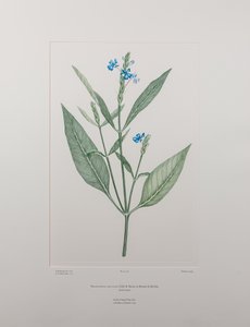 Eranthemum nervosa (Acanthaceae) - Plaat 378, Banks