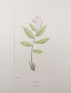 Globba marantina (Zingiberaceae) - Plaat 390, Banks