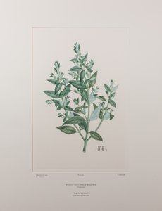 Haloragis erecta (Haloragidaceae) - Plaat 439, Banks